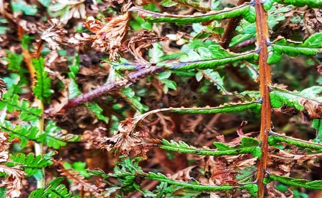 Monthly-newsletter-by-ezeeart