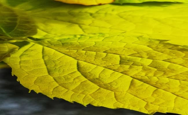 enewsletter-by-ezeeart